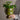 Copper Plant - Green