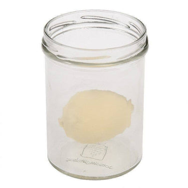 Hatch Your Own Dinosaur Egg