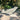 Tender Leaf Coastal Animals - Seal