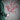 Ilex Stem - Red