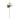 Peony Stem - Rose