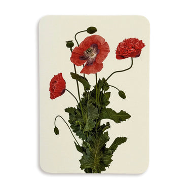 Card - Wild Poppies